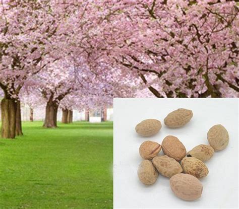 cara menanam bunga sakura dari biji