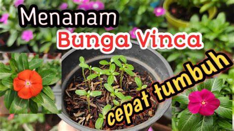 Cara Menanam Bunga Vinca dari Batang Beserta Perawatannya PT. Kusuma