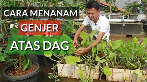 Cara Menanam Thegorbalsla