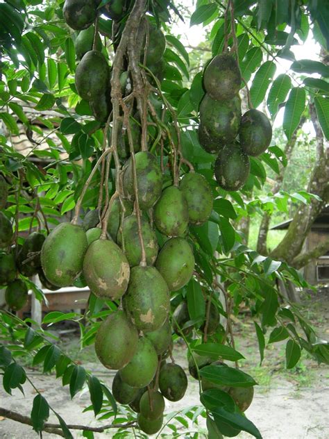 Cara Menanam Kedondong Dewi Tani
