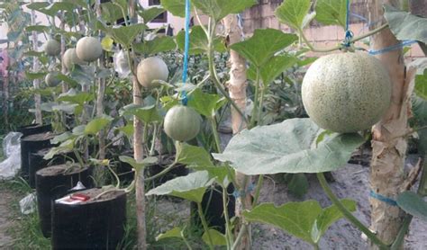 Cara Menanam Melon