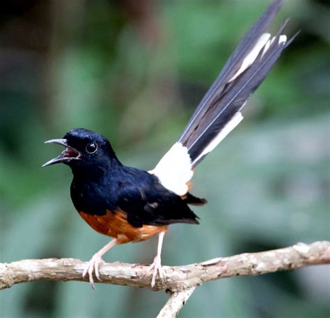 Panduan Lengkap: Cara Menangkap Burung Murai Batu di Hutan