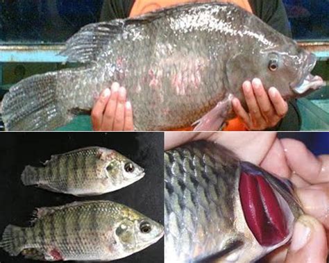 Rahasia Ungkap! Cegah Hama Penyakit Ikan Molly: Panduan Komplit