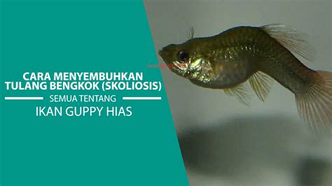 Rahasia Jitu Menemukan Ikan Guppy: Teknik dan Panduan Lengkap