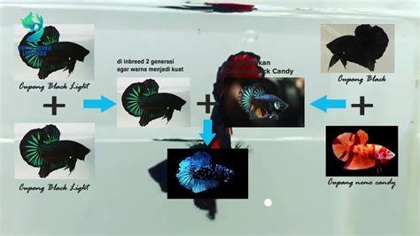 Cara Mencetak Ikan Cupang Avatar: Rahasia Membuat Avatar Ikan Cupang yang Menarik