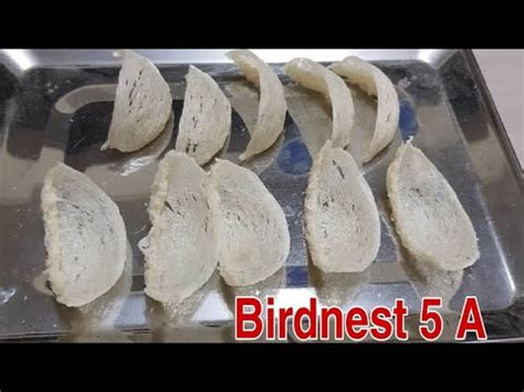 Panduan Mencetak Sarang Burung Walet untuk Budidaya yang Sukses