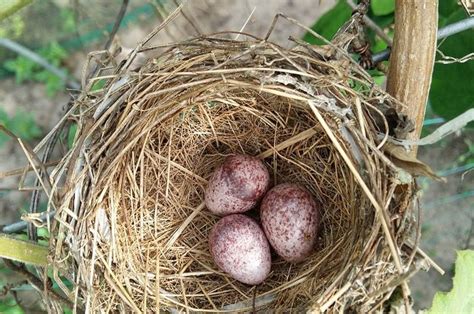 Panduan Lengkap Cara Menetaskan Telur Burung Kutilang untuk Pemula