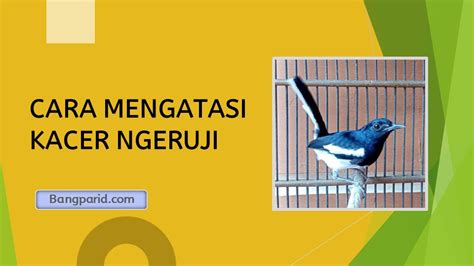 Panduan Lengkap Atasi Burung Kacer Ngeruji