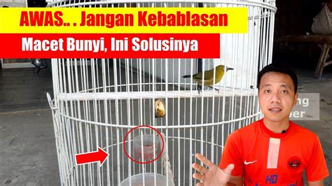 Kupas Tuntas: Cara Jitu Mengatasi Burung Pleci Macet Bunyi