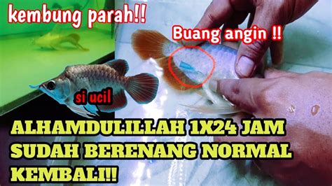 Rahasia Mengatasi Jamur pada Ikan Arwana, Penyelamat Ikan Kesayangan Anda