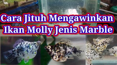 Rahasia Perkawinan Ikan Black Molly dan Kuning: Panduan Menakjubkan!