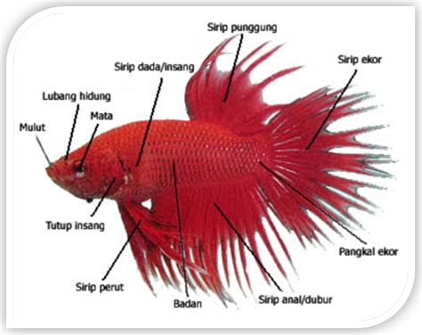 Temukan Cara Jitu Mengenali Jenis Kelamin Ikan Cupang, Dijamin Akurat dan Terbukti!