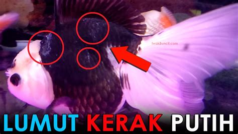 Rahasia Mengatasi Jamur pada Ikan Mas Koki Terungkap!