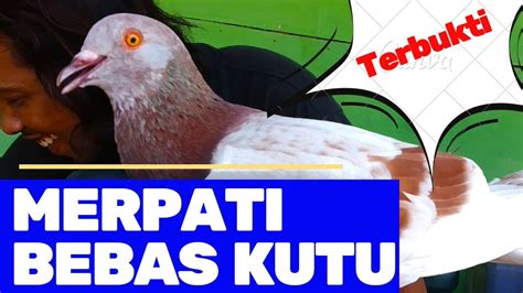 Panduan Lengkap Cara Membasmi Kutu pada Burung Merpati