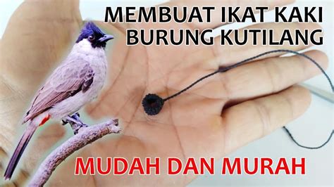 Panduan Lengkap: Cara Tepat Mengikat Kaki Burung Kutilang