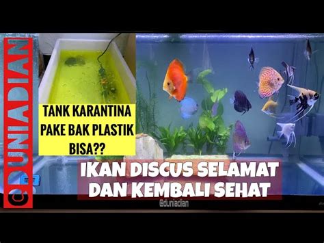 Rahasia Terungkap: Panduan Lengkap Karantina Ikan Discus Sakit