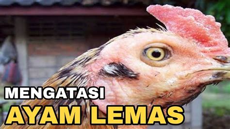 CARA MENGOBATI AYAM SAKIT SNOT KORISA CRD BERAK KAPUR YouTube