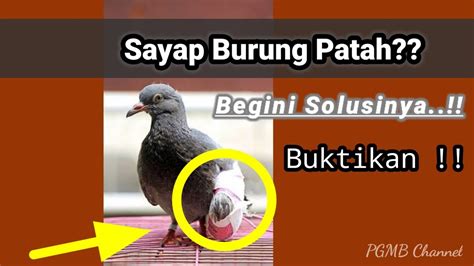 Cara Tepat Mengobati Sayap Burung Merpati yang Patah