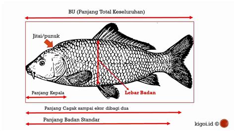 Rahasia Mengukur Ikan Koi: Panduan Lengkap untuk Pertumbuhan Optimal