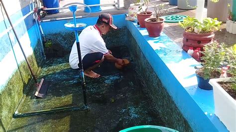 Revolusi Perawatan Ikan Koi: Rahasia Menguras Kolam dengan Sempurna