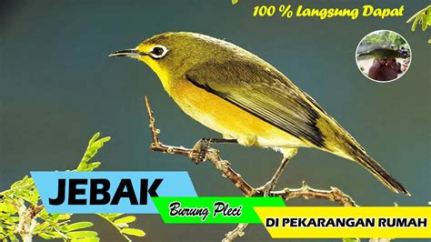 Cara Menjebak Burung Kutilang dengan Sangkar yang Ampuh dan Efektif