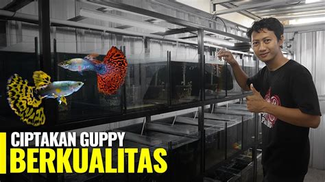 Temukan Rahasia Sukses Menjual Ikan Guppy Online