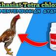 cara menyembuhkan ayam sakit in indonesia
