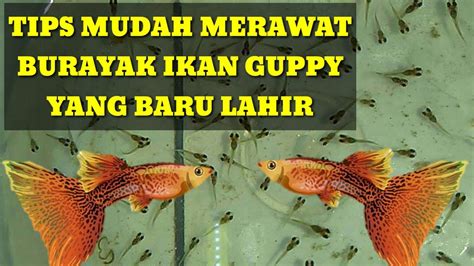 Rahasia Merawat Burayak Ikan Guppy, Dijamin Hidup Sehat!