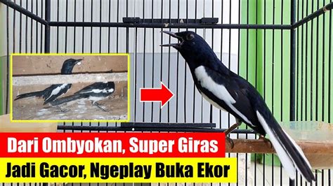 Cara Merawat Burung Kacer Bahan Biar Cepat Makan Pur