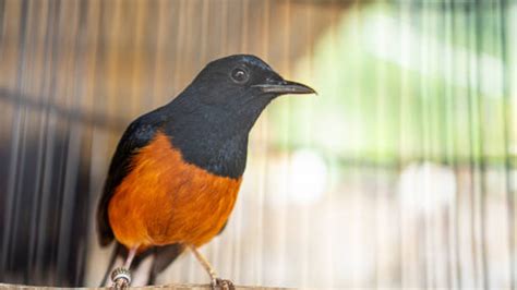 Rahasia Merawat Burung Murai Supaya Cepat Gacor