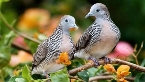 Panduan Lengkap Merawat Burung Perkutut Biar Makin Gacor