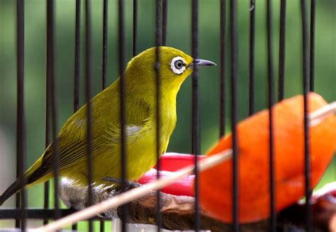 Panduan Lengkap: Cara Merawat Burung Pleci Super Gacor