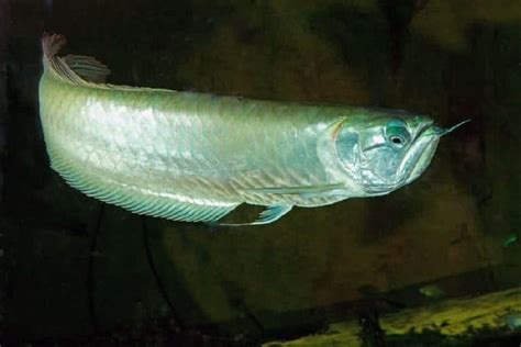 Rahasia Merawat Ikan Arwana Silver Brazil untuk Keindahan Sempurna
