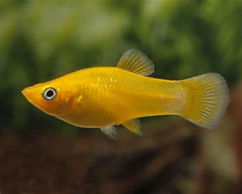 Rahasia Merawat Ikan Golden Molly Terungkap, Simak Penemuan Menakjubkan Ini!