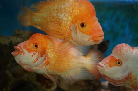 Rahasia Merawat Ikan Koki Oranda Terungkap, Simak Disini!