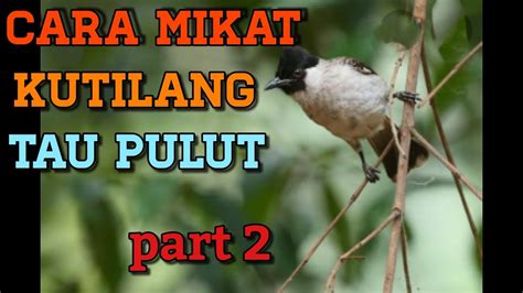 Cara Tepat Mikat Burung Kutilang Sutra yang Ampuh