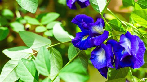 cara minum bunga telang