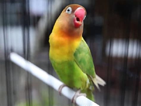 Panduan Lengkap: Cara Merawat Burung Lovebird Biar Ngekek Panjang