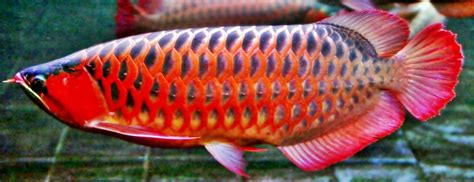 Rahasia Pemijahan Ikan Arwana Super Red: Panduan Lengkap untuk Penemuan Baru
