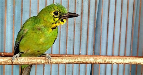 Panduan Lengkap: Cara Perawatan Burung Cucak Ijo