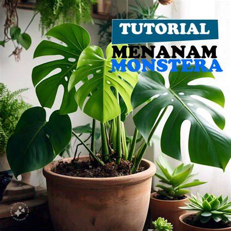 Cara Tanam Monstera yang Berharga Jutaan