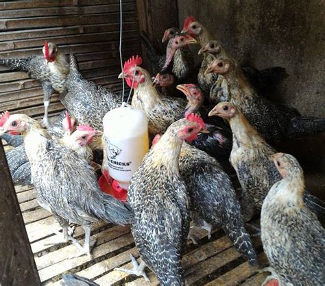 Panduan Lengkap: Cara Jitu Beternak Ayam Arab Telur untuk Pemula