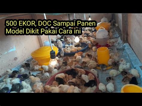 Cara Berternak Ayam Kampung DOC kompak Kelompok Peternak Ayam Kampung