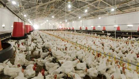 Cara Ternak Ayam Kampung