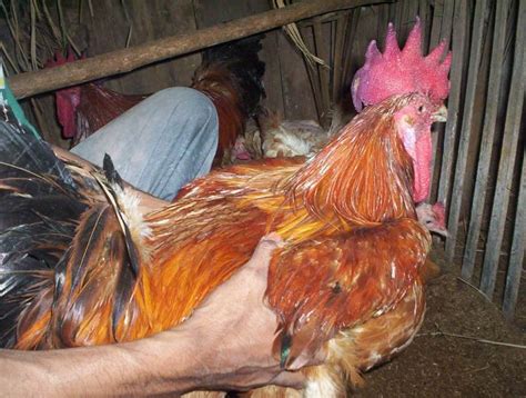 Panduan Lengkap Cara Ternak Ayam Jawa Super