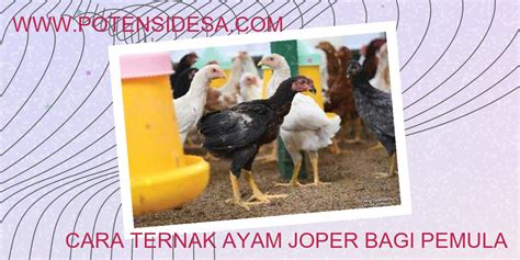 Panduan Ternak Ayam Jope untuk Pemula
