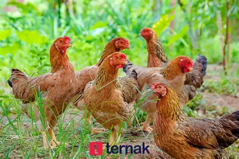 Panduan Lengkap Cara Ternak Ayam Kampung Pemula