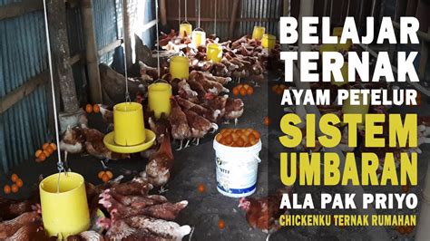 Mudah! Cara Ternak Ayam Petelur Sistem Umbaran untuk Pemula