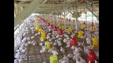 Rahasia Cara Ternak Ayam Potong Sederhana untuk Pemula