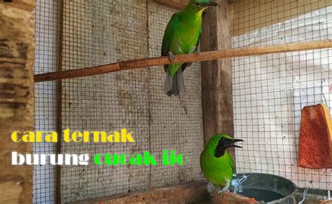 Cara Ternak Burung Cucak Ijo Mudah dan Menguntungkan